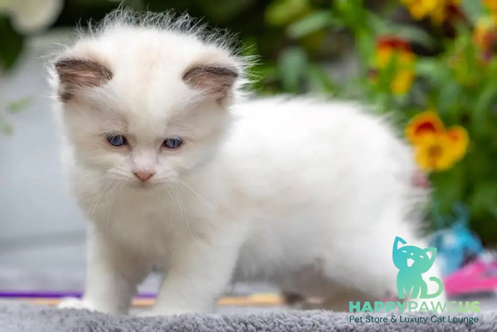 Naomi Ragdoll female seal bicolour - live animals