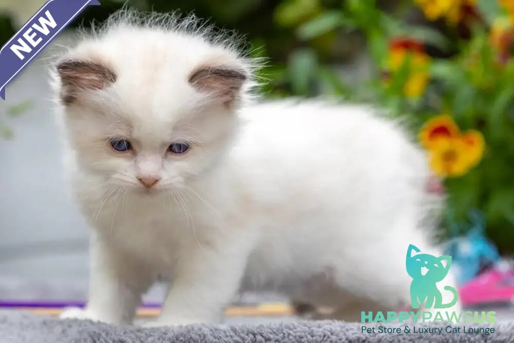 Naomi Ragdoll female seal bicolour - live animals