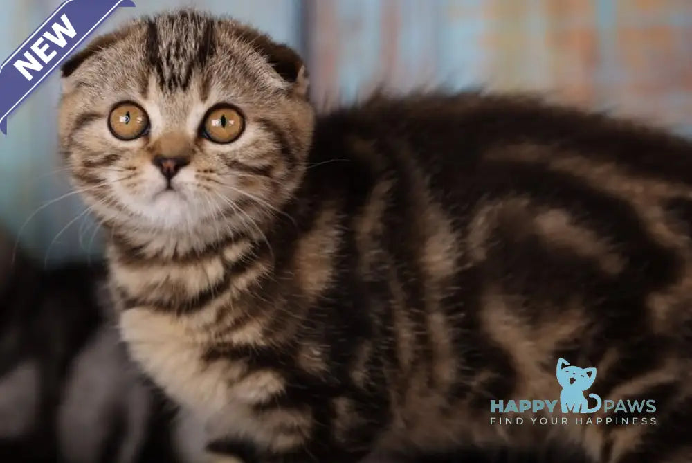 Naomi Scottish Fold female black tabby live animals