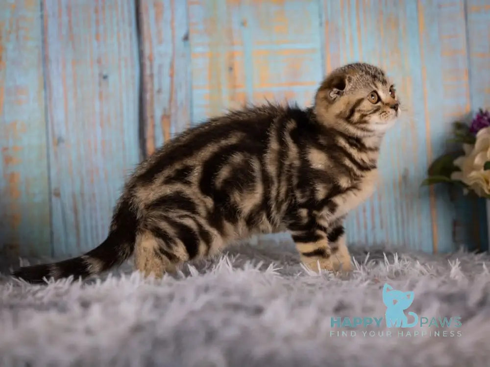 Naomi Scottish Fold female black tabby live animals