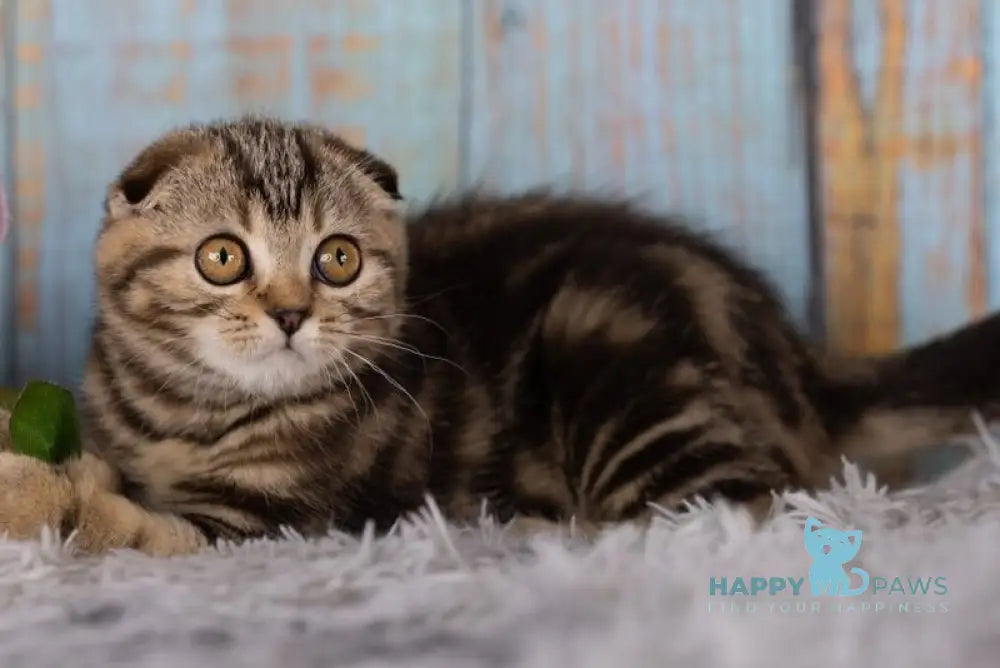 Naomi Scottish Fold female black tabby live animals