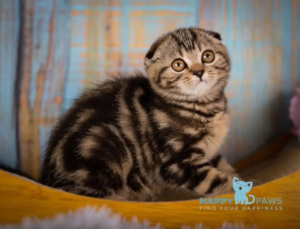 Naomi Scottish Fold female black tabby live animals