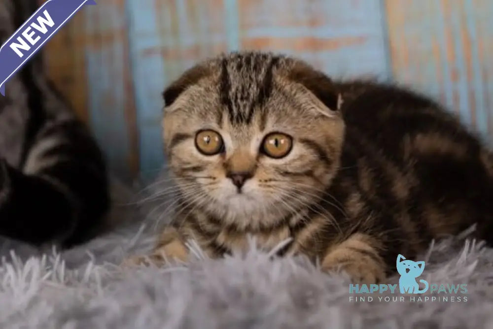 Naomi Scottish Fold female black tabby live animals