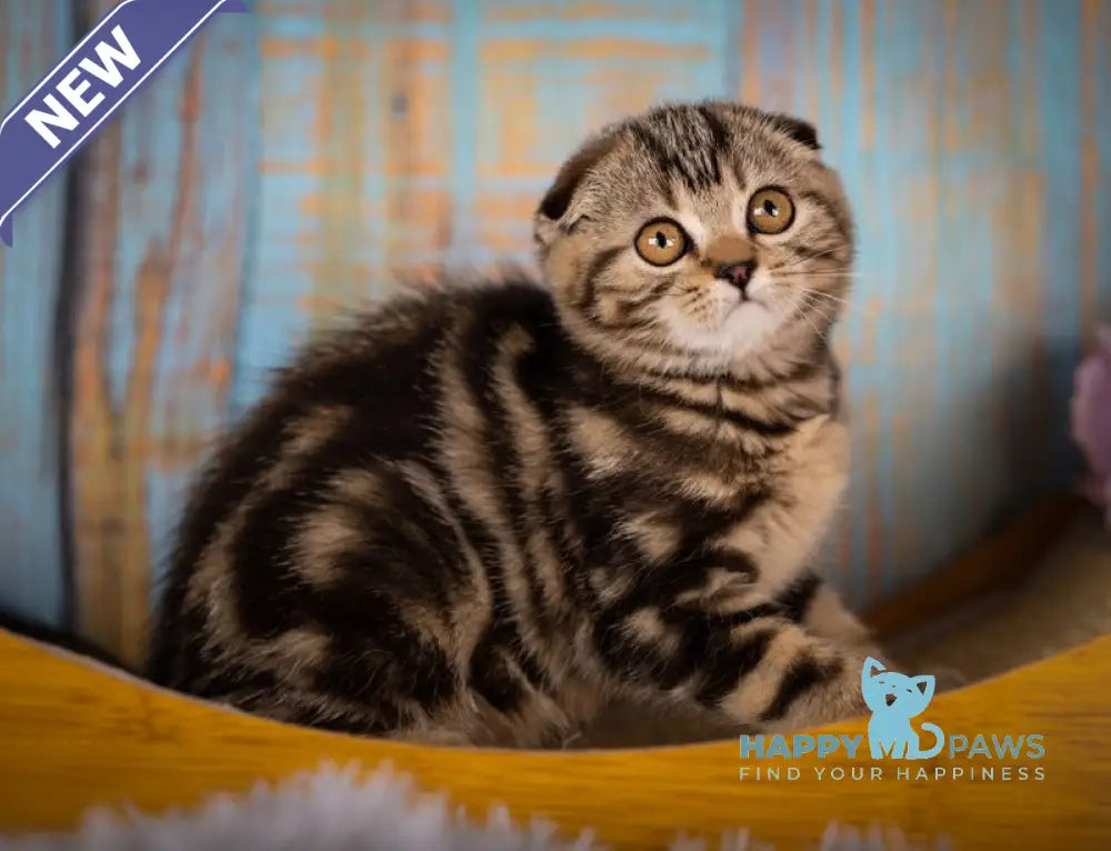 Naomi Scottish Fold female black tabby live animals