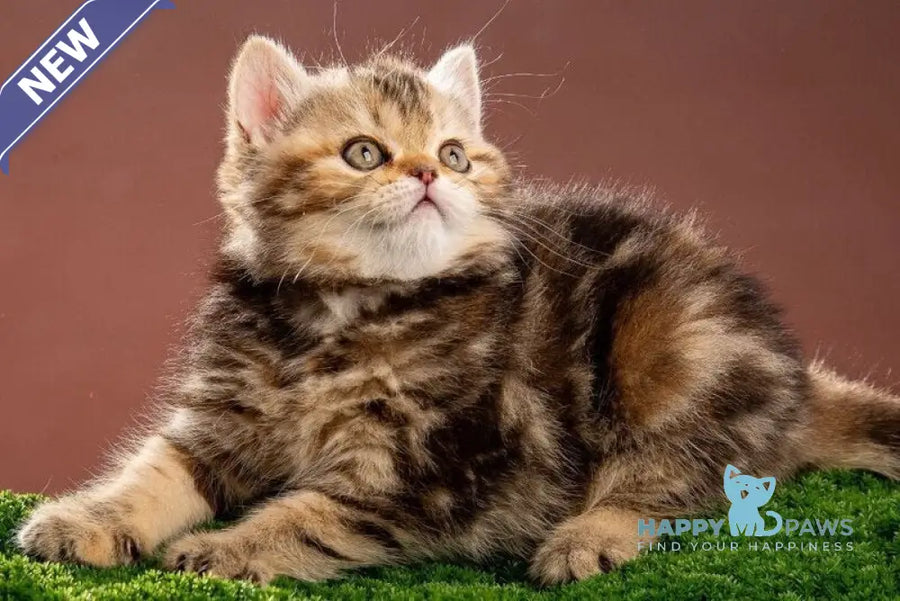 Naomie Scottish Straight male black tortie tabby - live animals