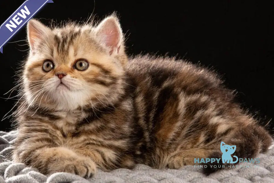 Naomie Scottish Straight male black tortie tabby - live animals