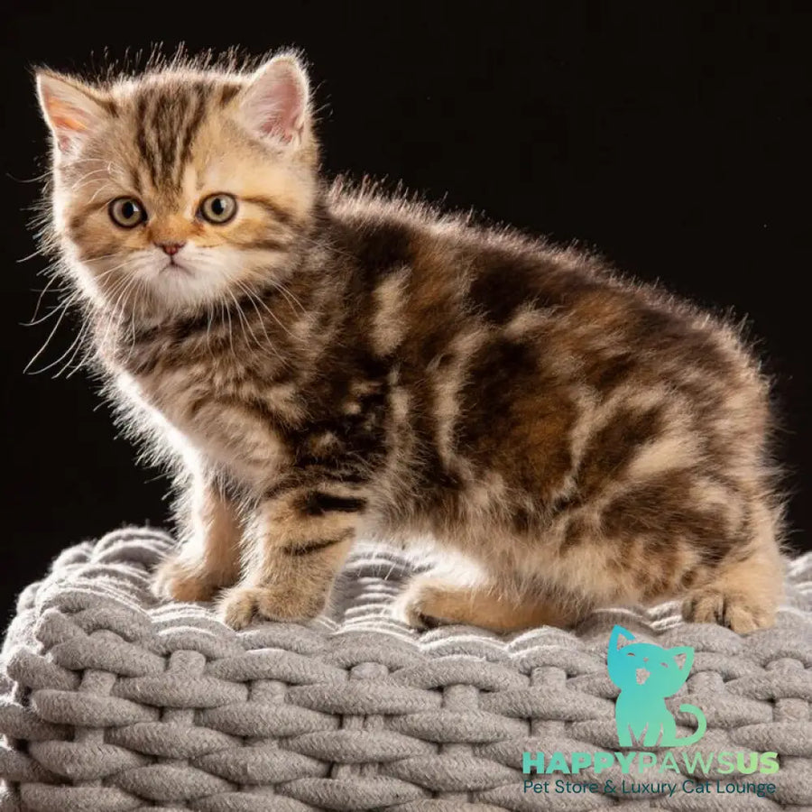 Naomie Scottish Straight male black tortie tabby - live animals