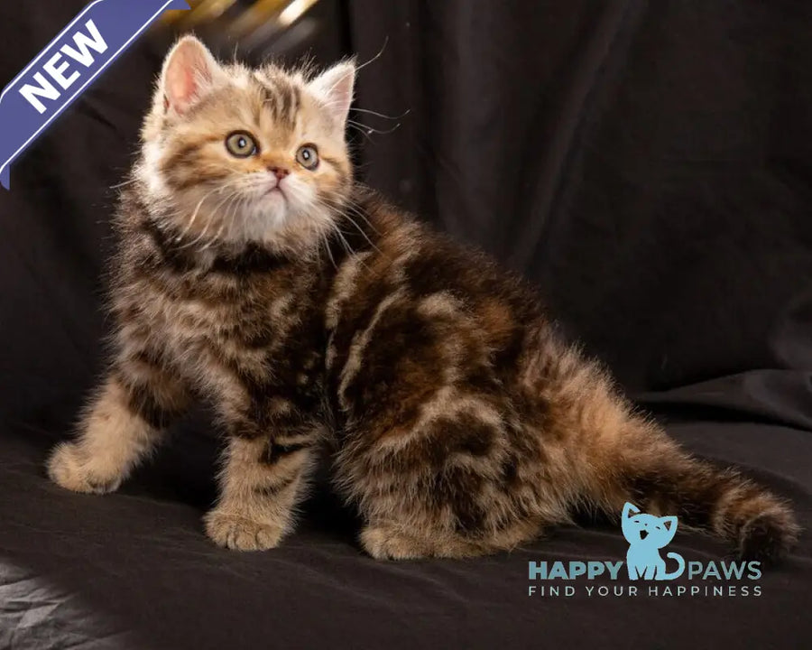 Naomie Scottish Straight male black tortie tabby - live animals