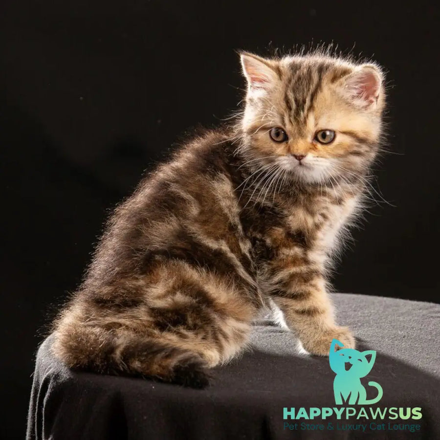 Naomie Scottish Straight male black tortie tabby - live animals