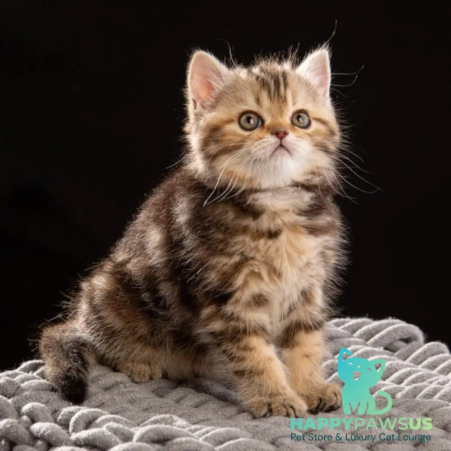 Naomie Scottish Straight male black tortie tabby - live animals