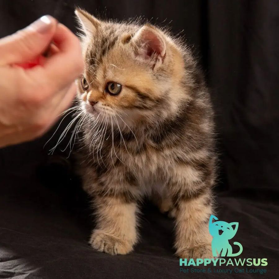 Naomie Scottish Straight male black tortie tabby - live animals