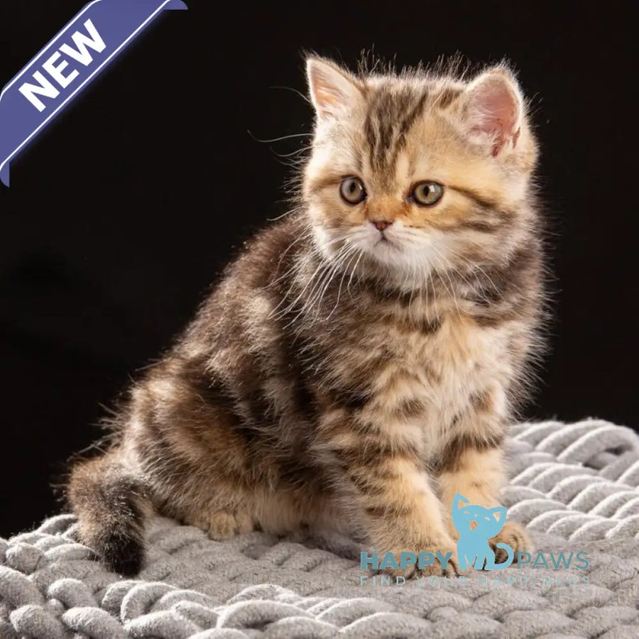 Naomie Scottish Straight male black tortie tabby - live animals