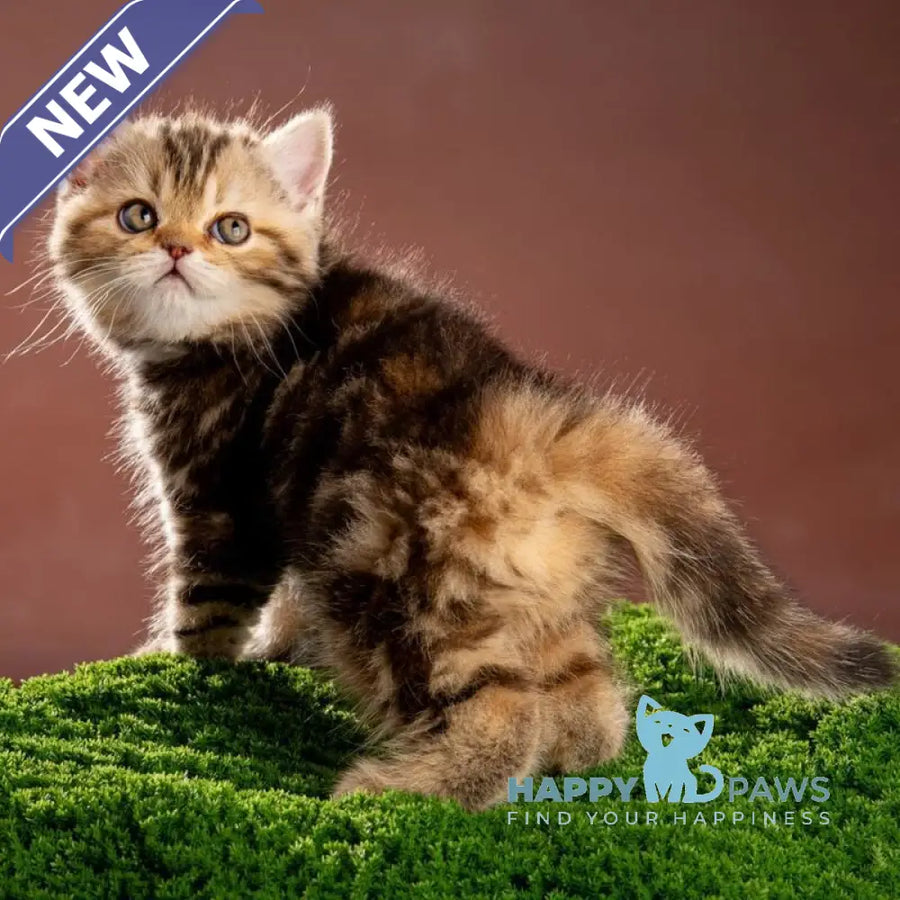 Naomie Scottish Straight male black tortie tabby - live animals