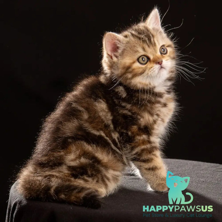 Naomie Scottish Straight male black tortie tabby - live animals