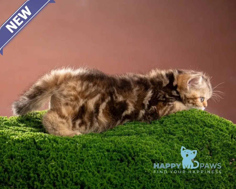 Naomie Scottish Straight male black tortie tabby - live animals