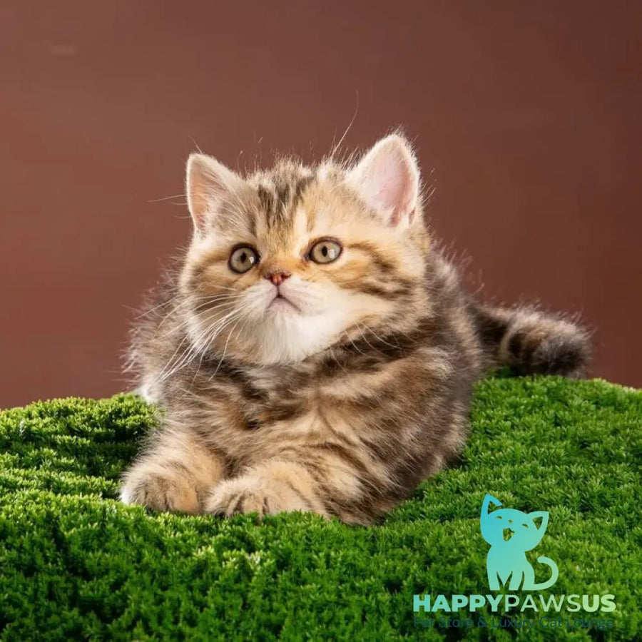 Naomie Scottish Straight male black tortie tabby - live animals