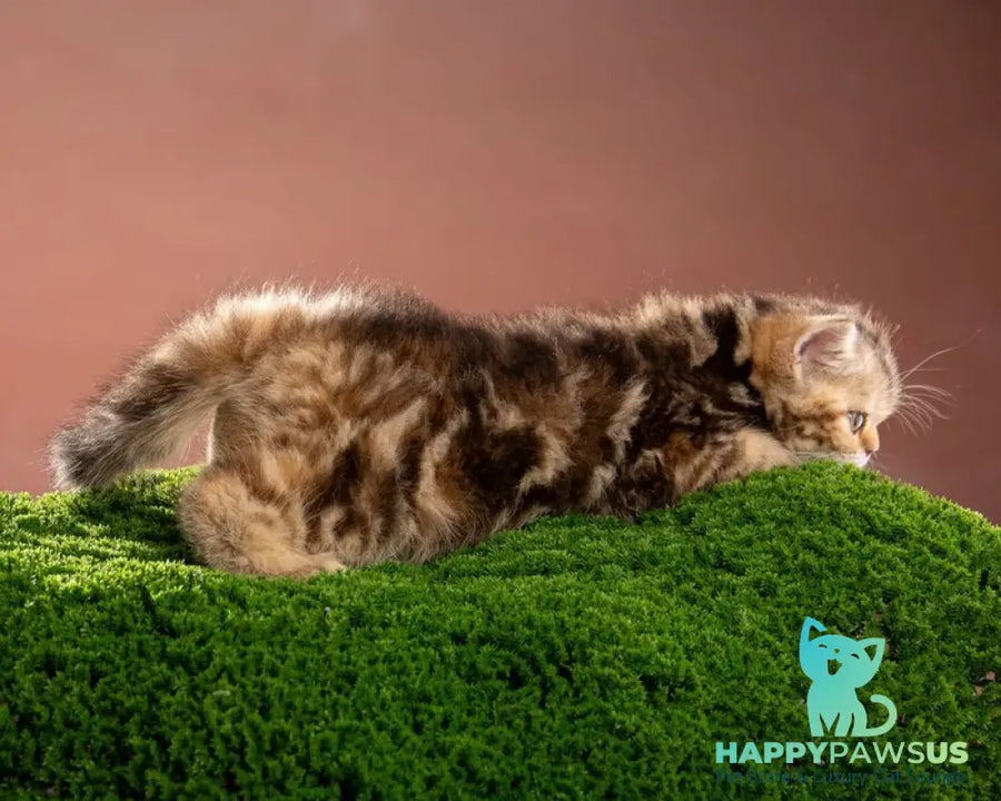 Naomie Scottish Straight male black tortie tabby - live animals