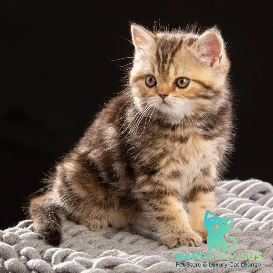 Naomie Scottish Straight male black tortie tabby - live animals