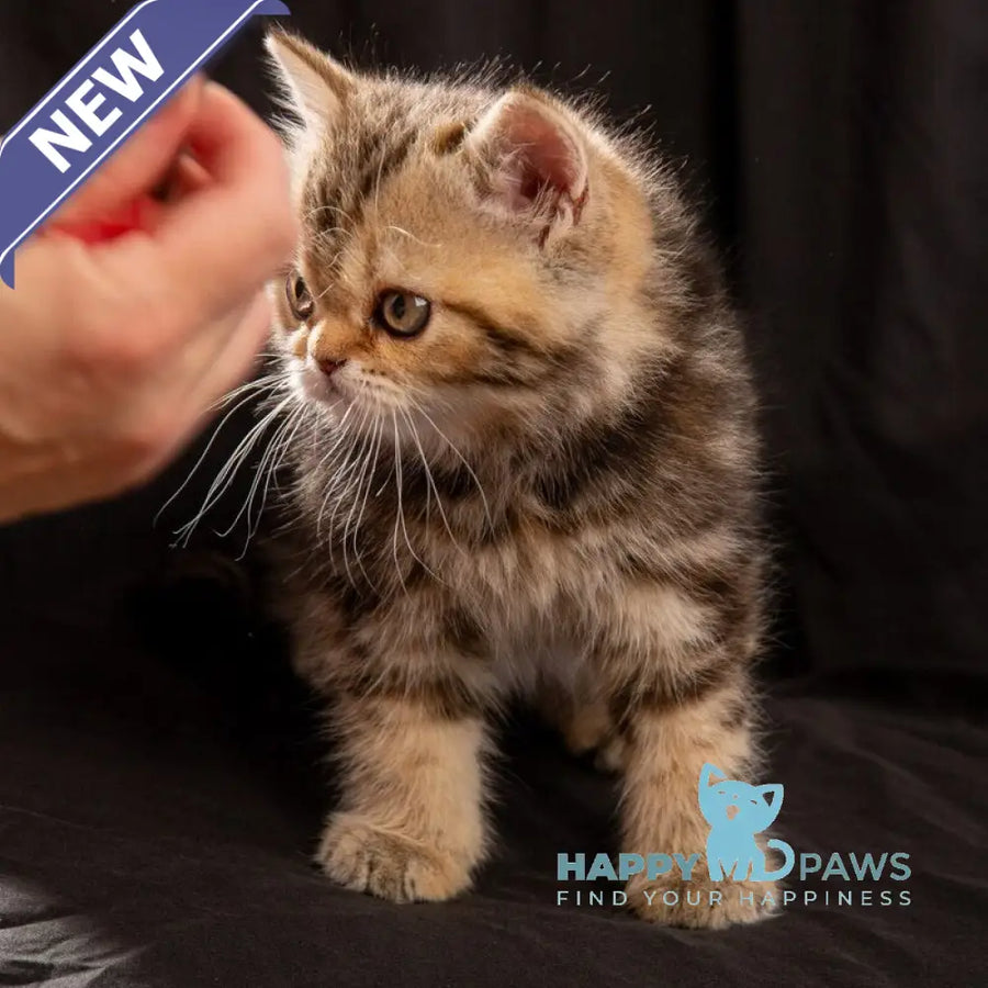Naomie Scottish Straight male black tortie tabby - live animals