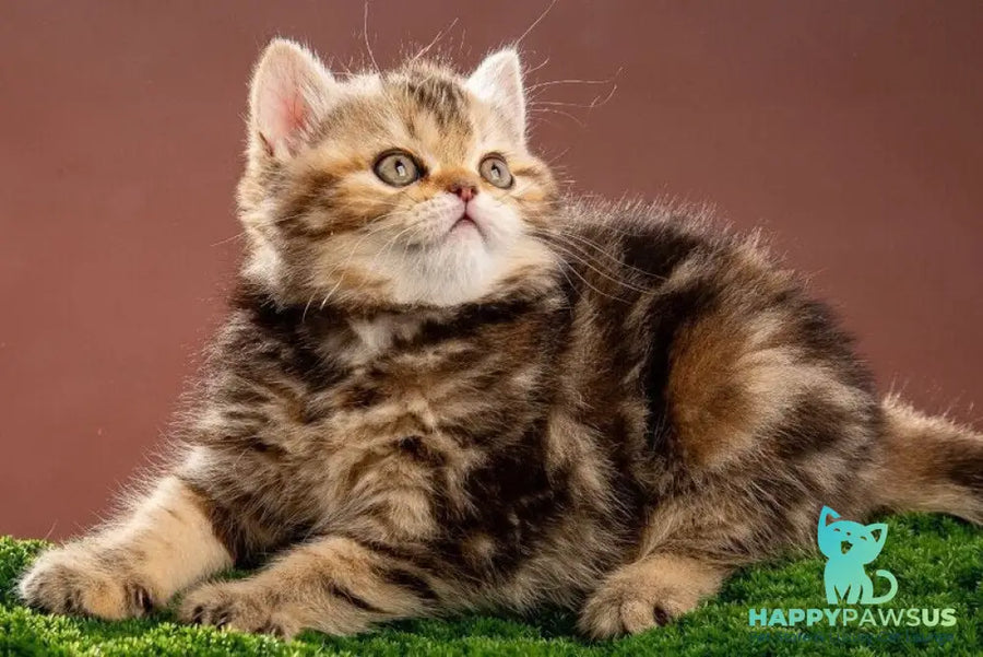 Naomie Scottish Straight male black tortie tabby - live animals
