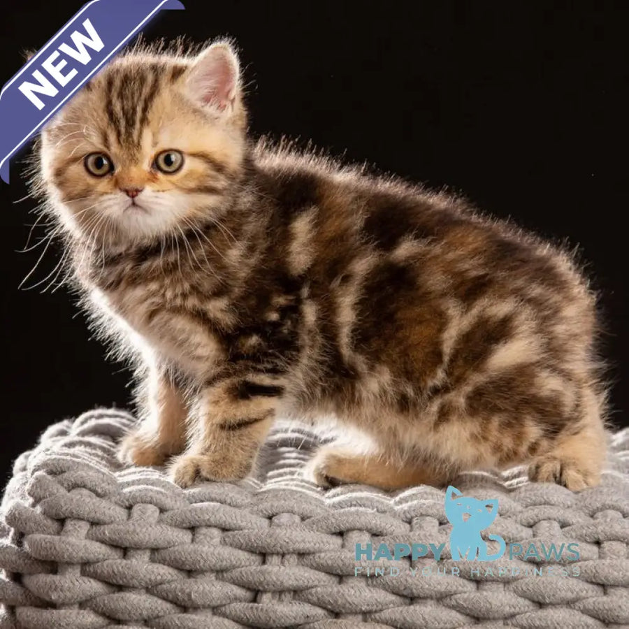 Naomie Scottish Straight male black tortie tabby - live animals