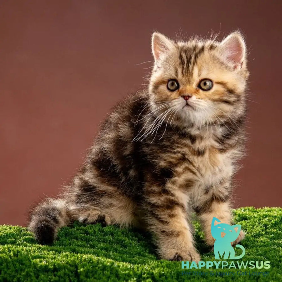 Naomie Scottish Straight male black tortie tabby - live animals