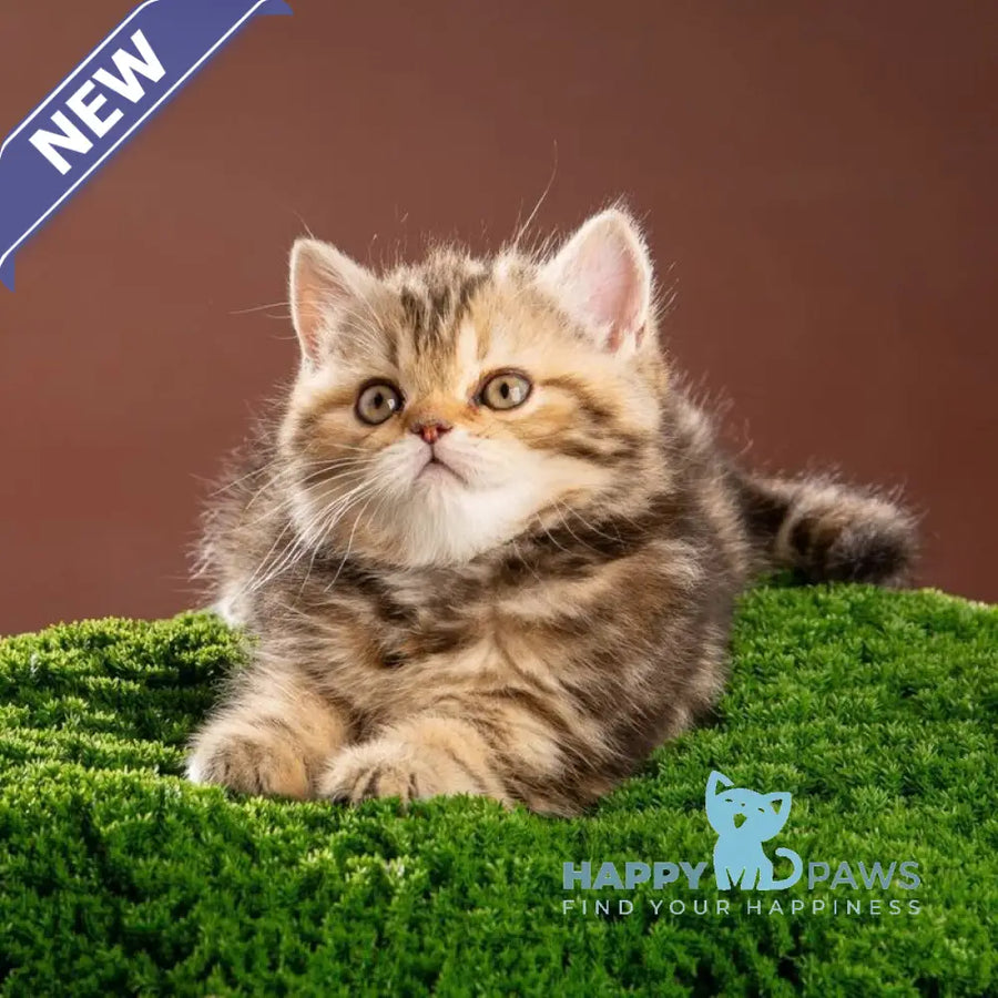 Naomie Scottish Straight male black tortie tabby - live animals