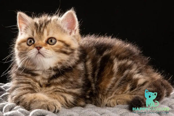 Naomie Scottish Straight male black tortie tabby - live animals