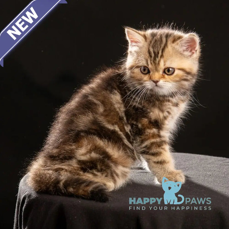 Naomie Scottish Straight male black tortie tabby - live animals
