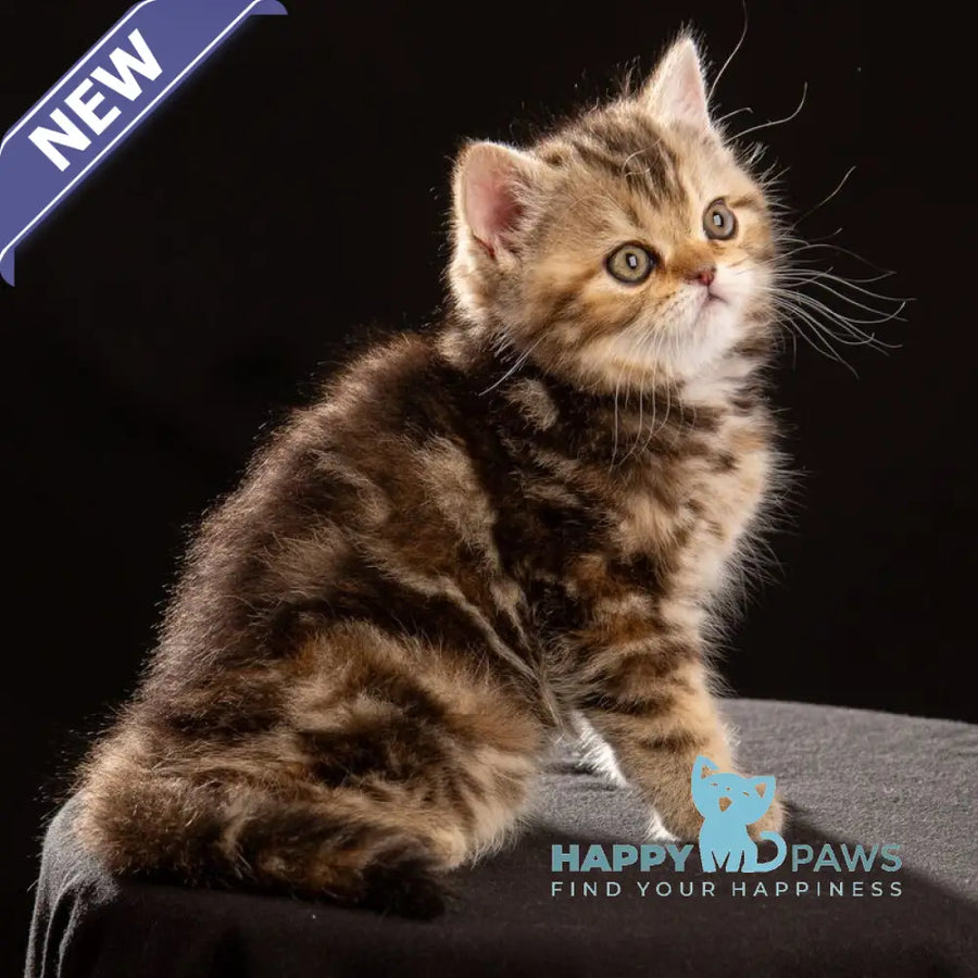 Naomie Scottish Straight male black tortie tabby - live animals