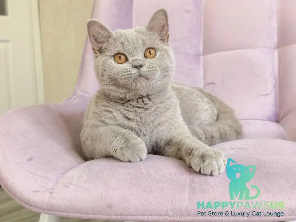Naomu British Shorthair female lilac - live animals