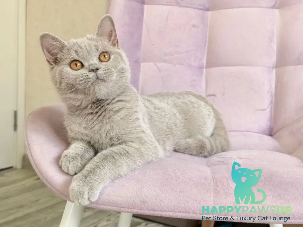 Naomu British Shorthair female lilac - live animals