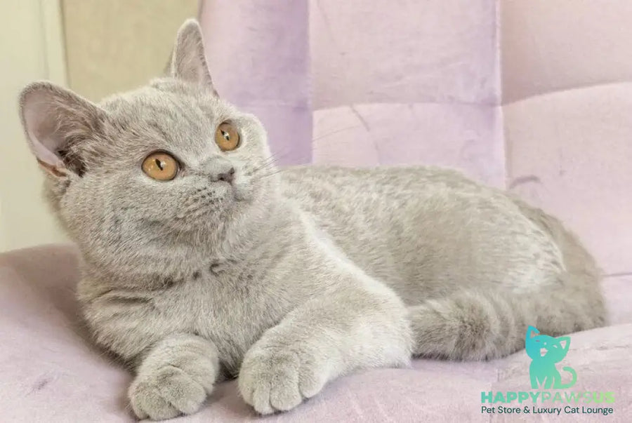 Naomu British Shorthair female lilac - live animals