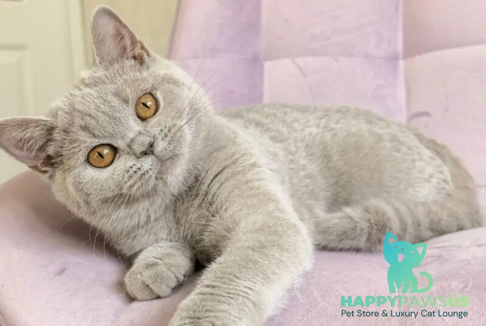 Naomu British Shorthair female lilac - live animals