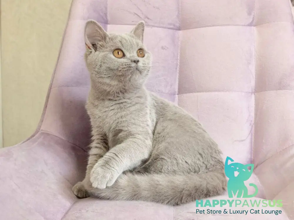 Naomu British Shorthair female lilac - live animals