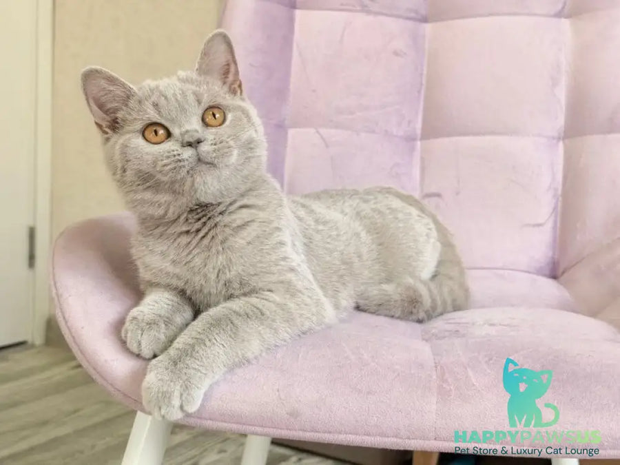 Naomu British Shorthair female lilac - live animals