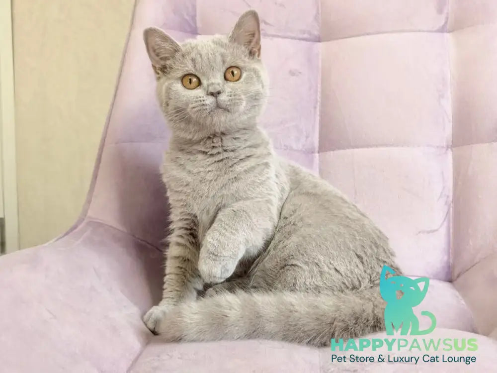 Naomu British Shorthair female lilac - live animals