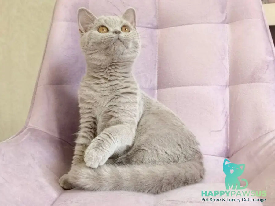 Naomu British Shorthair female lilac - live animals
