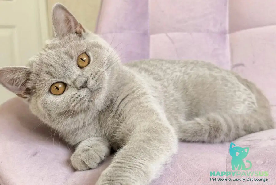 Naomu British Shorthair female lilac - live animals