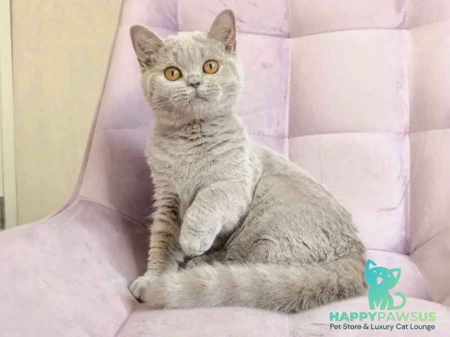 Naomu British Shorthair female lilac - live animals