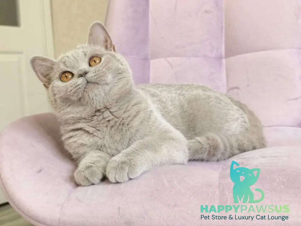 Naomu British Shorthair female lilac - live animals