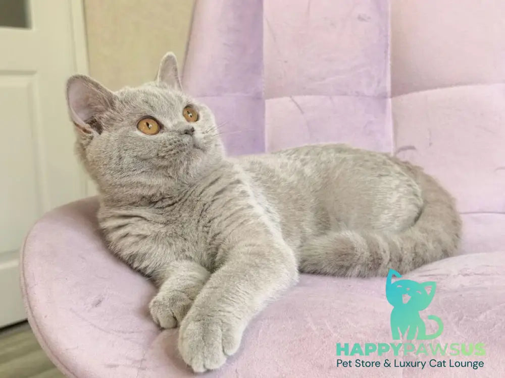 Naomu British Shorthair female lilac - live animals
