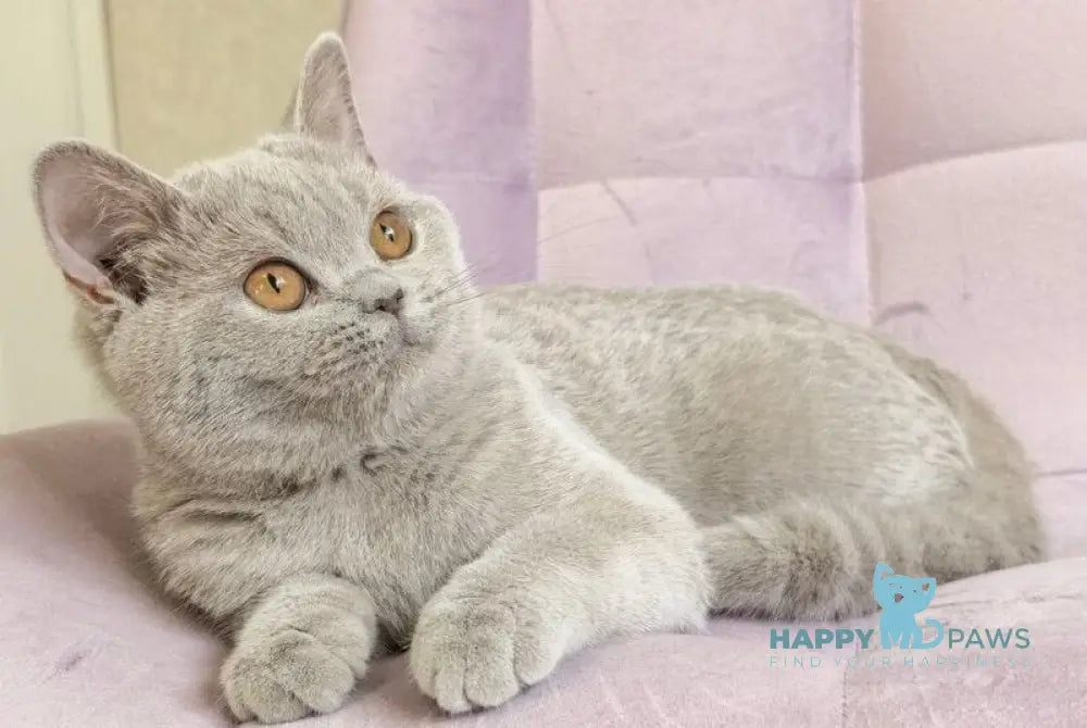 Naomu British Shorthair female lilac - live animals