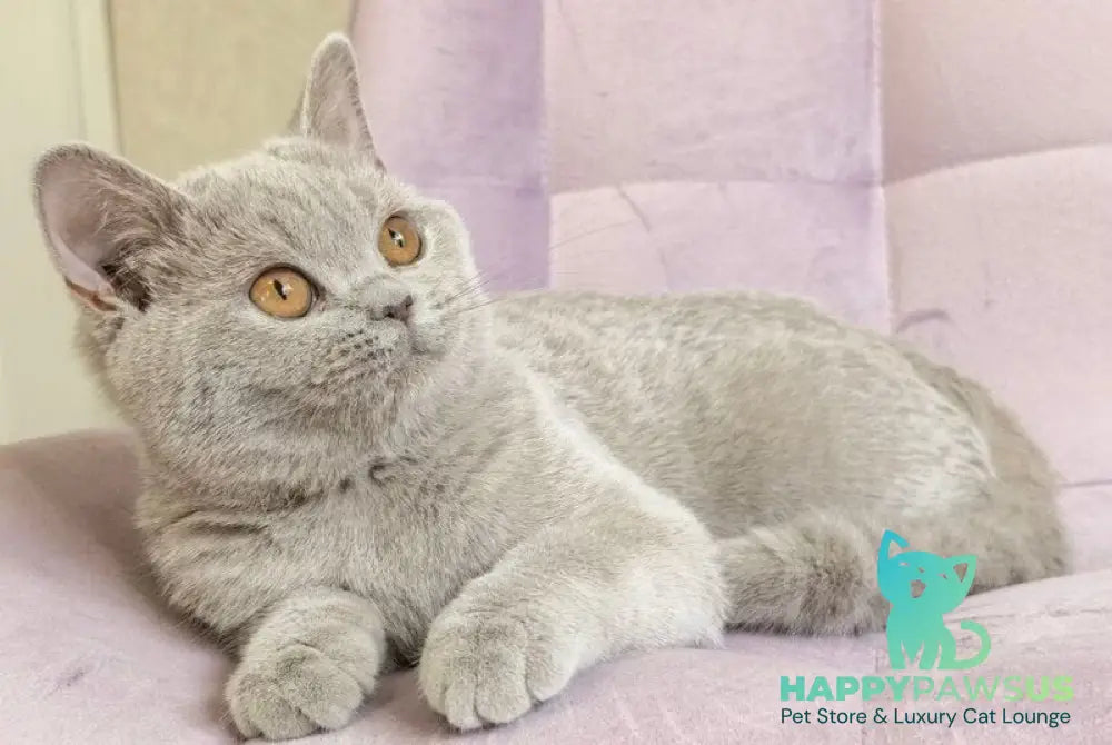 Naomu British Shorthair female lilac - live animals