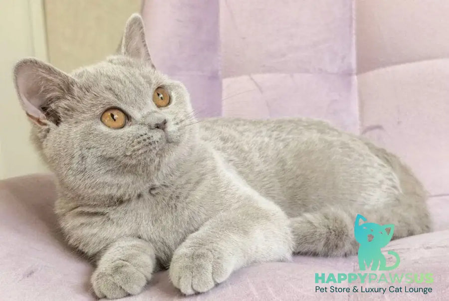 Naomu British Shorthair female lilac - live animals