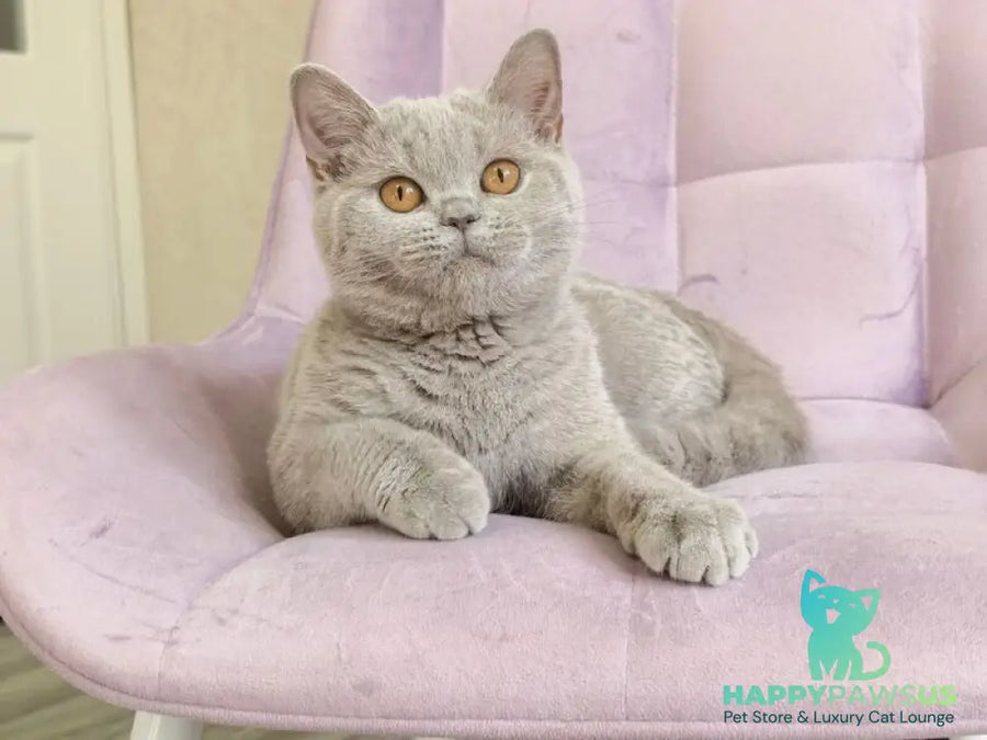 Naomu British Shorthair female lilac - live animals