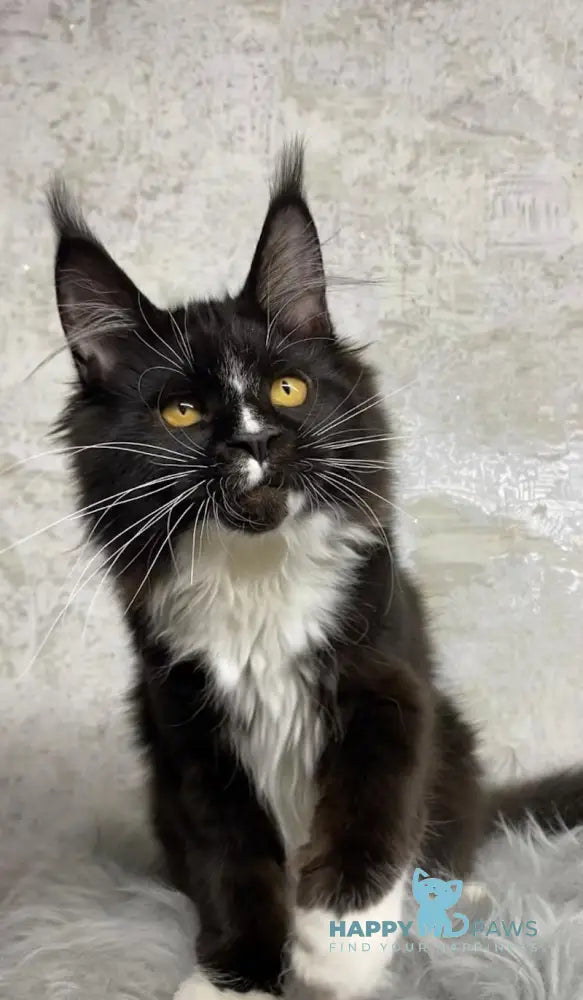 Nara Maine Coon female black with white live animals