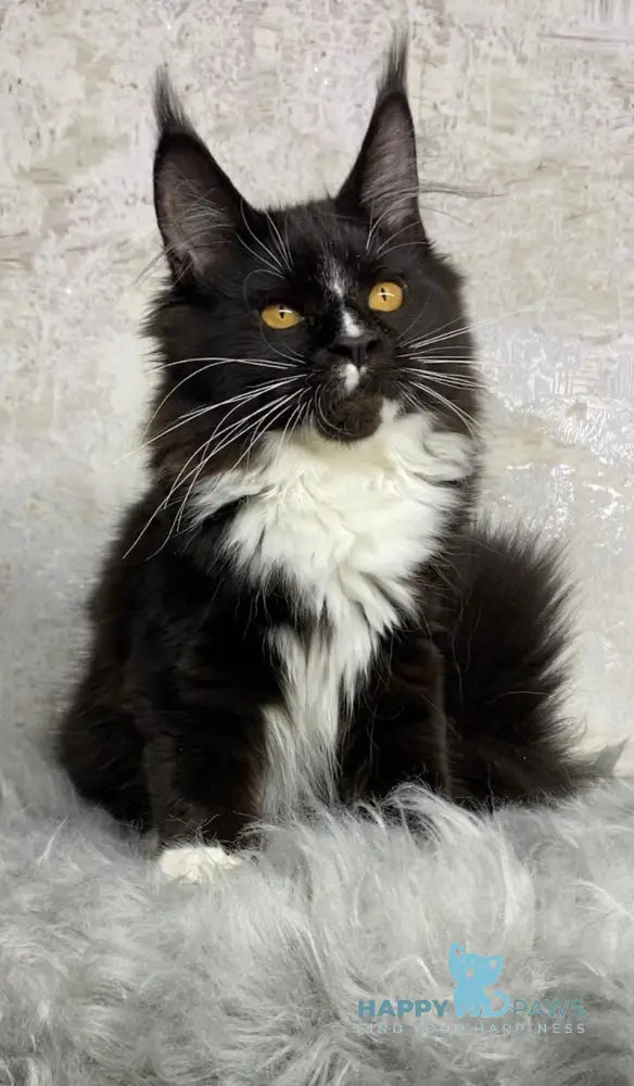 Nara Maine Coon female black with white live animals