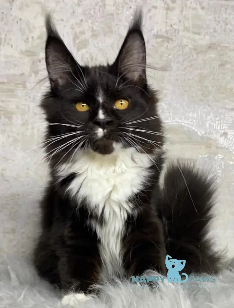 Nara Maine Coon female black with white live animals