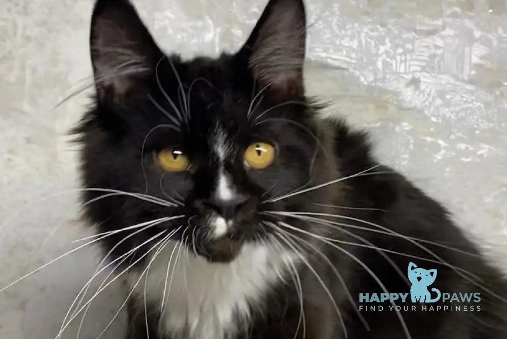 Nara Maine Coon female black with white live animals